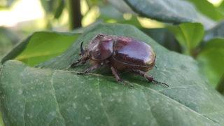 Gergedan böceği Elazığ'da görüldü! ''Değeri 90 bin dolar ediyor'' denilmişti 