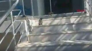 Yavrusunu korumak isteyen kargalar, güvenlik görevlisini evine sokmadı!