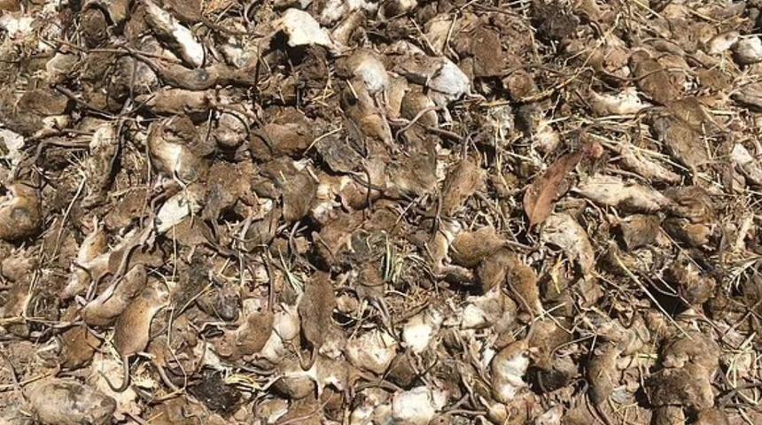 Ülkeyi fareler bastı: Önlem alınmazsa 2 yıl sürebilir