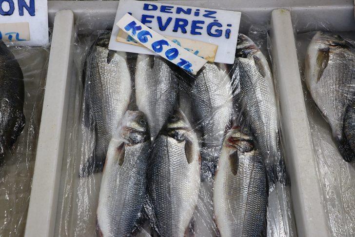 Tekirdağ'da devam eden deniz salyası nedeniyle balık fiyatları düşmüyor G4