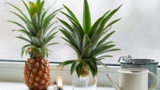 Hem doğal hem taze! Muftağınızda yetiştirebileceğiniz 9 bitki