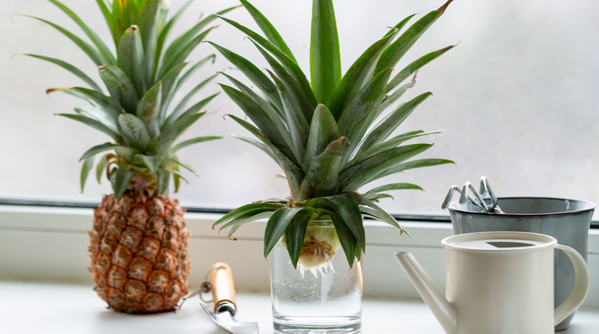 Hem doğal hem taze! Muftağınızda yetiştirebileceğiniz 9 bitki