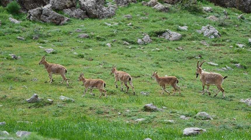 Yaban hayatının Doğu Anadolu’daki evi! Endemik türleriyle turistlere görsel şölen yaşatıyor