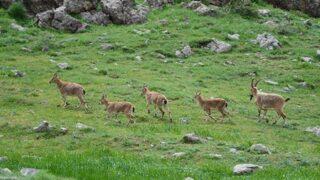 Yaban hayatının Doğu Anadolu’daki evi! Endemik türleriyle turistlere görsel şölen yaşatıyor