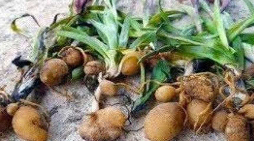 Safranbolu’da salep toplayan kişi yakalandı