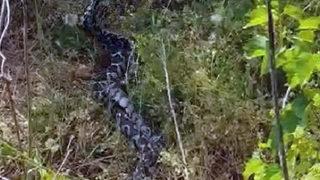 Yılanların çiftleşme dansı kamerada