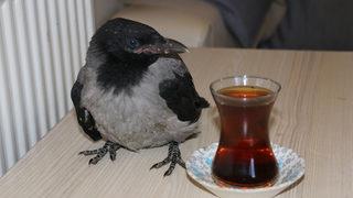 Adını Hasan koydukları kargaya özenle bakıyorlar: Nasıl ayrılırız bilemiyorum