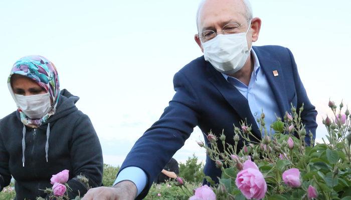 CHP lideri Kılıçdaroğlu, işçilerle gül topladı