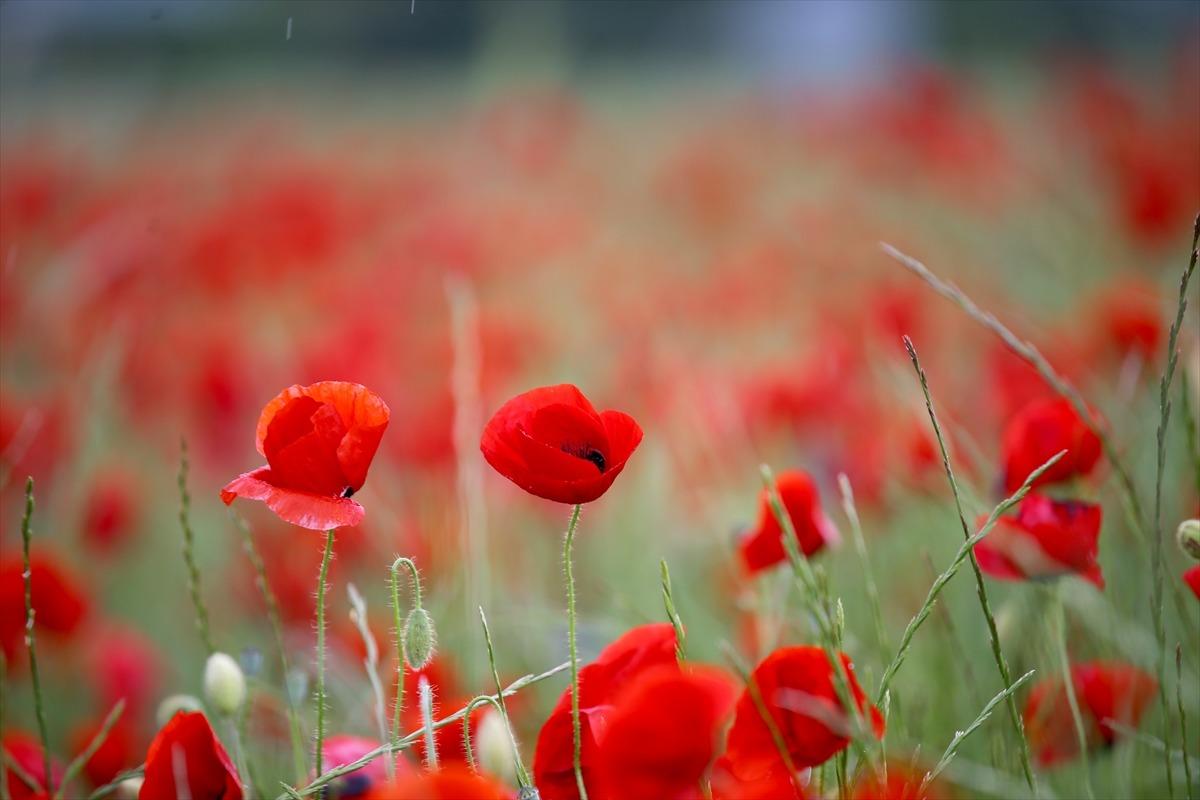 Kırklareli'nde Yıldız Dağları etekleri gelinciklerle kırmızıya b&uuml;r&uuml;nd&uuml;