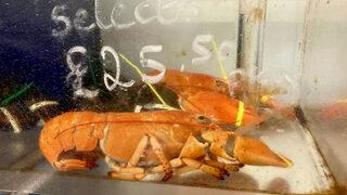 30 milyonda bir görülen turuncu ıstakoz satışa çıkarıldı: Göz yumamazdım