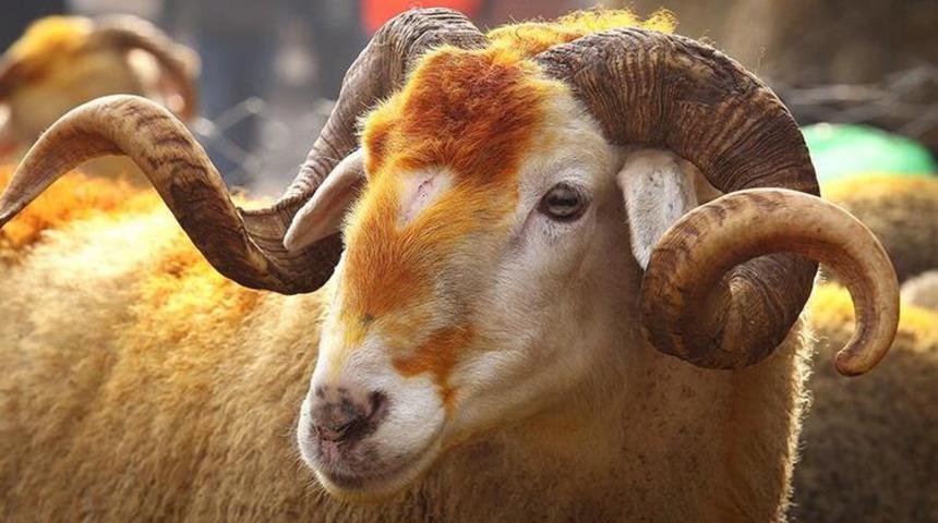 Bu yıl Kurban bayramı ne zaman 2021? Kurban bayramı ayın kaçında ve kaç gün tatil?