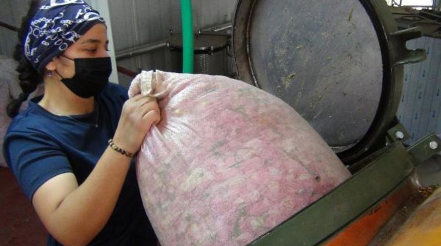 Koklaması bedava, kilosu el yakıyor! Gül yağının fiyatı 5-7 bin euro