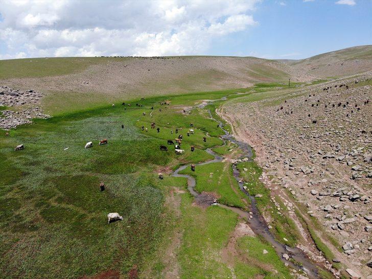 Ağrı'daki Sinek Yaylası göçerlerin sürüleriyle şenlendi G1