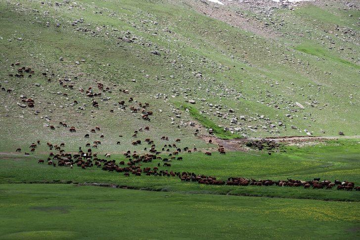 Ağrı'daki Sinek Yaylası göçerlerin sürüleriyle şenlendi G2