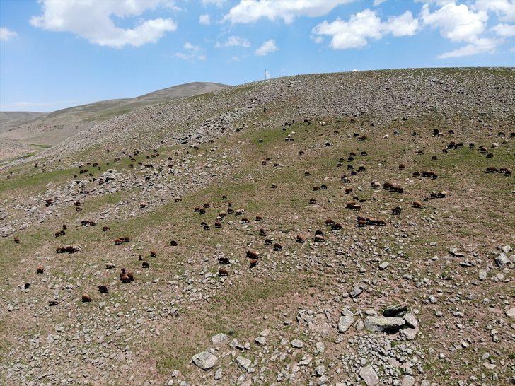 Ağrı'daki Sinek Yaylası göçerlerin sürüleriyle şenlendi G3
