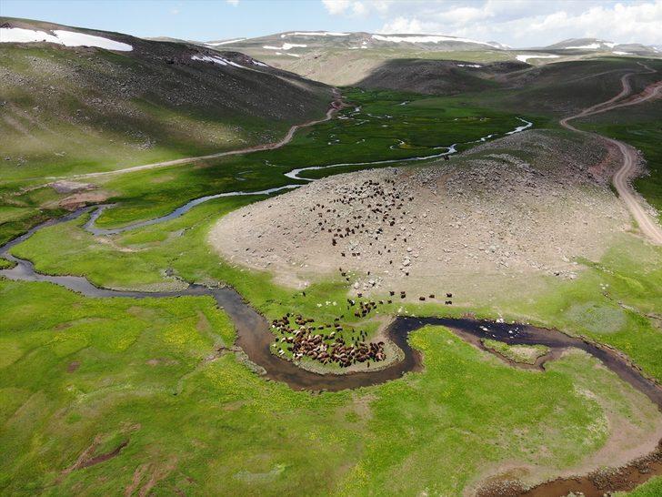 Ağrı'daki Sinek Yaylası göçerlerin sürüleriyle şenlendi G4