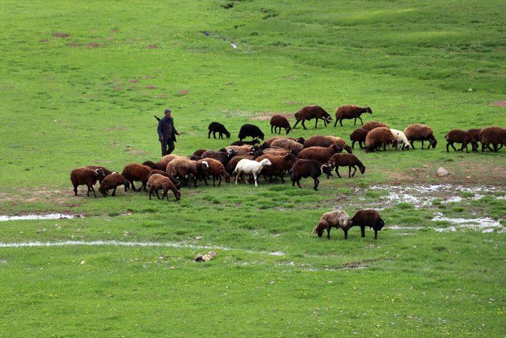 Ağrı'daki Sinek Yaylası göçerlerin sürüleriyle şenlendi G5