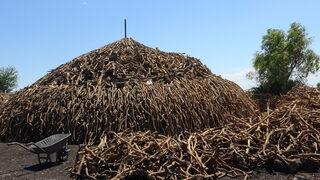 Portakal ağaçlarının kömür yolculuğu başladı