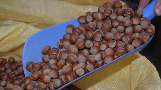 Fındık üretimi yüzde 5,3, kivi üretimi ise yüzde 7,1 artacak