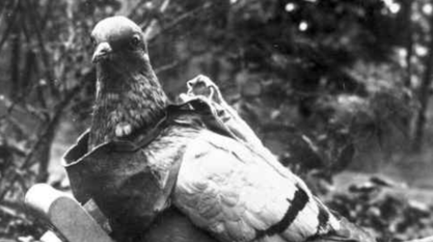 Cephede 194 askerin hayatını kurtaran kahraman güvercin: Cher Ami