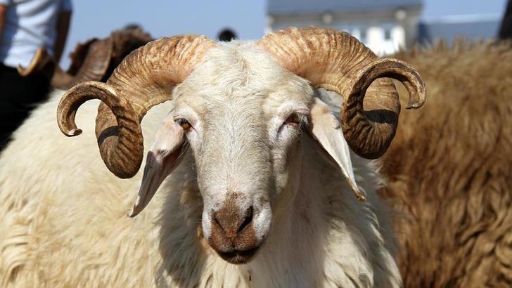 Kurban Bayramı tatili kaç gün oldu? 2021 bayram tatili ne zaman başlayacak, ne zaman bitecek? G3