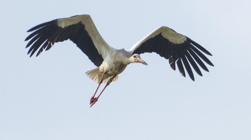 Afrika'dan yola çıktı soluğu Bursa'da aldı! Gözler bu leyleğin üzerinde