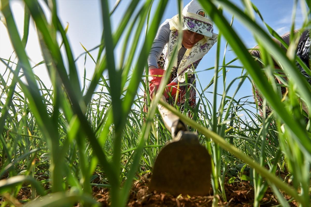 Taşk&ouml;pr&uuml; sarımsağında &uuml;reticiler kuraklık endişesi yaşıyor