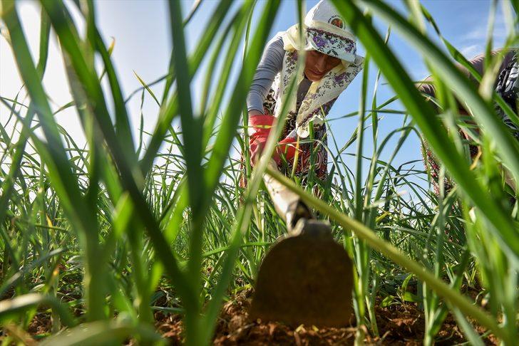 Taşköprü sarımsağında üreticiler kuraklık endişesi yaşıyor G1