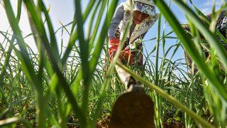 Taşköprü sarımsağında üreticiler kuraklık endişesi yaşıyor