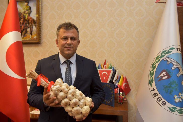 Taşköprü sarımsağında üreticiler kuraklık endişesi yaşıyor G2