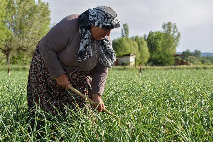 Taşköprü sarımsağında üreticiler kuraklık endişesi yaşıyor G3