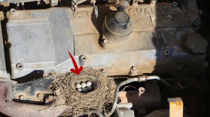 İş makinesi onlar için durdu! Yavrular çıkana kadar çalıştırılmayacak