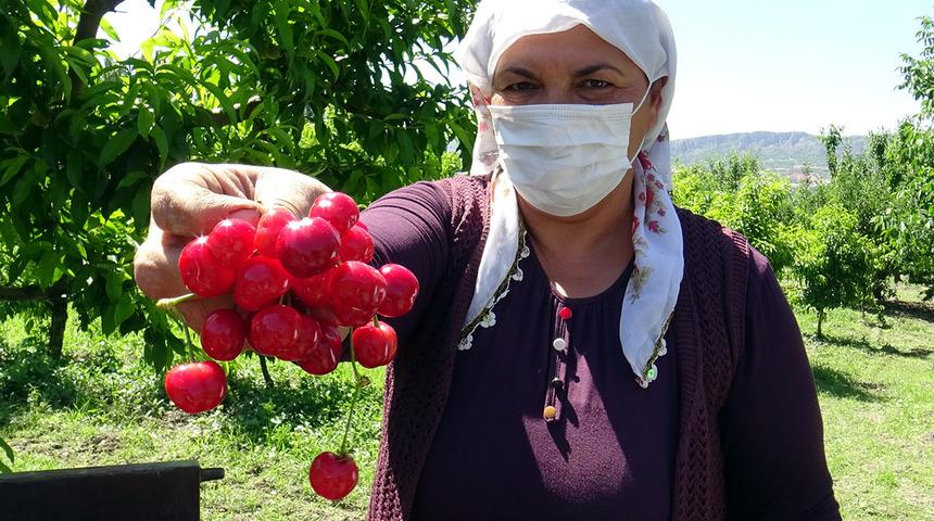 Tokat kirazı, bu kez de Çin yolunda