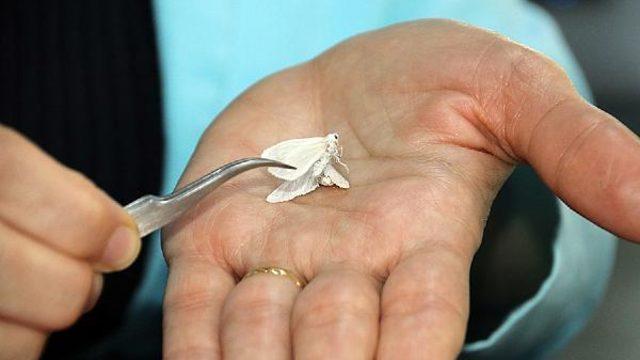 Amerikan beyaz kelebeği ile 'entegre mücadele' uyarısı