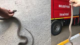 Otomobilin alt kısmına giren yılanı itfaiye çıkardı