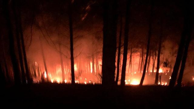 Son dakika! Adana'da orman yangını
