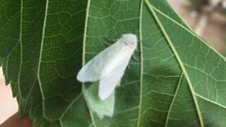 Amerikan beyaz kelebeği zararlı mı? Amerikan beyaz kelebeği ilacı var mı? Uzmandan uyarı