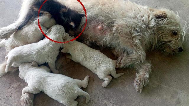 Duyan bakmaya geliyor! 6 yavrusu olan köpek kediye de annelik yapıyor