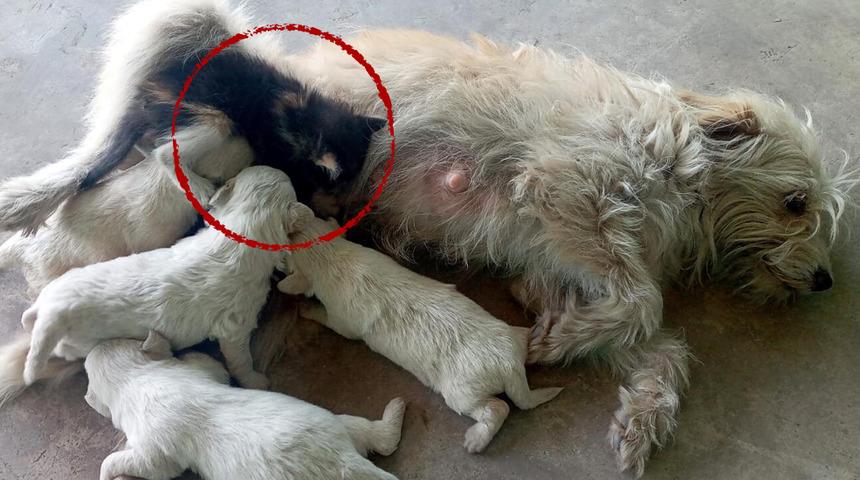 Duyan bakmaya geliyor! 6 yavrusu olan köpek kediye de annelik yapıyor