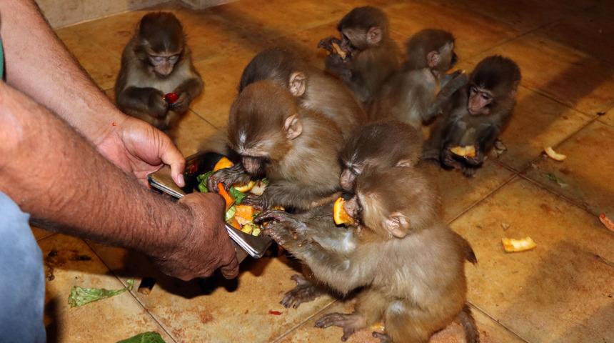 Sınırda ele geçirilen 12 maymunu elleriyle besliyorlar