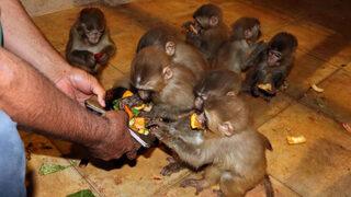 Sınırda ele geçirilen 12 maymunu elleriyle besliyorlar