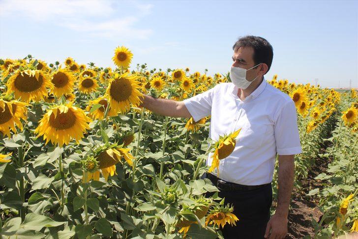 Çukurova'da ekim alanları genişleyen ayçiçeğinden 225 bin ton rekolte bekleniyor G1