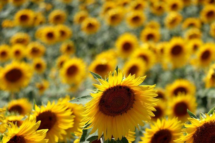 Çukurova'da ekim alanları genişleyen ayçiçeğinden 225 bin ton rekolte bekleniyor G2