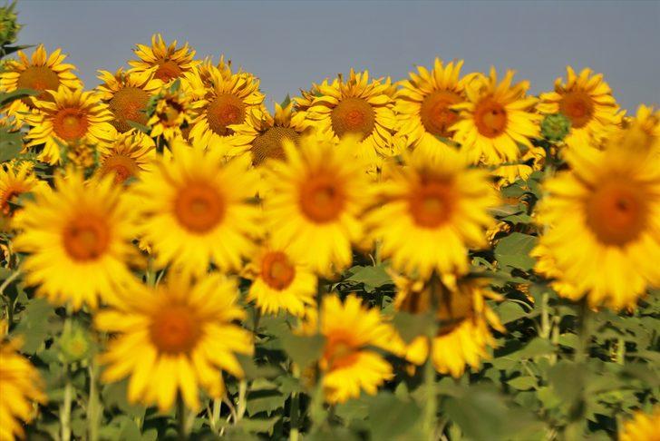 Çukurova'da ekim alanları genişleyen ayçiçeğinden 225 bin ton rekolte bekleniyor G3