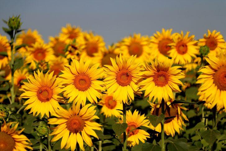 Çukurova'da ekim alanları genişleyen ayçiçeğinden 225 bin ton rekolte bekleniyor G5