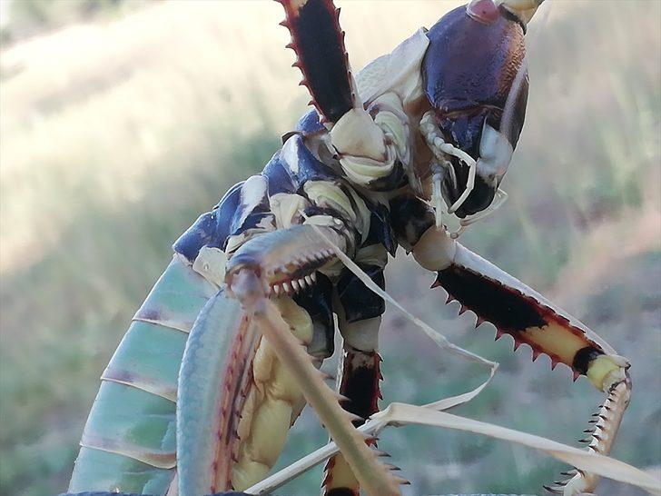 Batman'da tarlada etçil çekirge görüldü G1