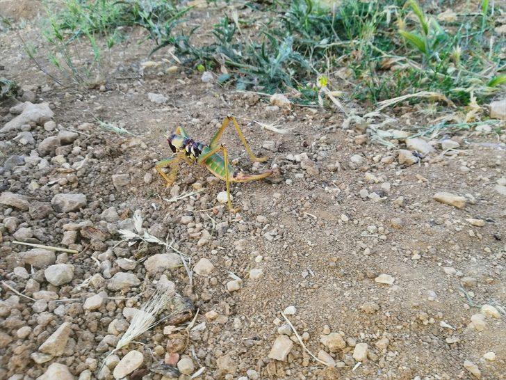 Batman'da tarlada etçil çekirge görüldü G2