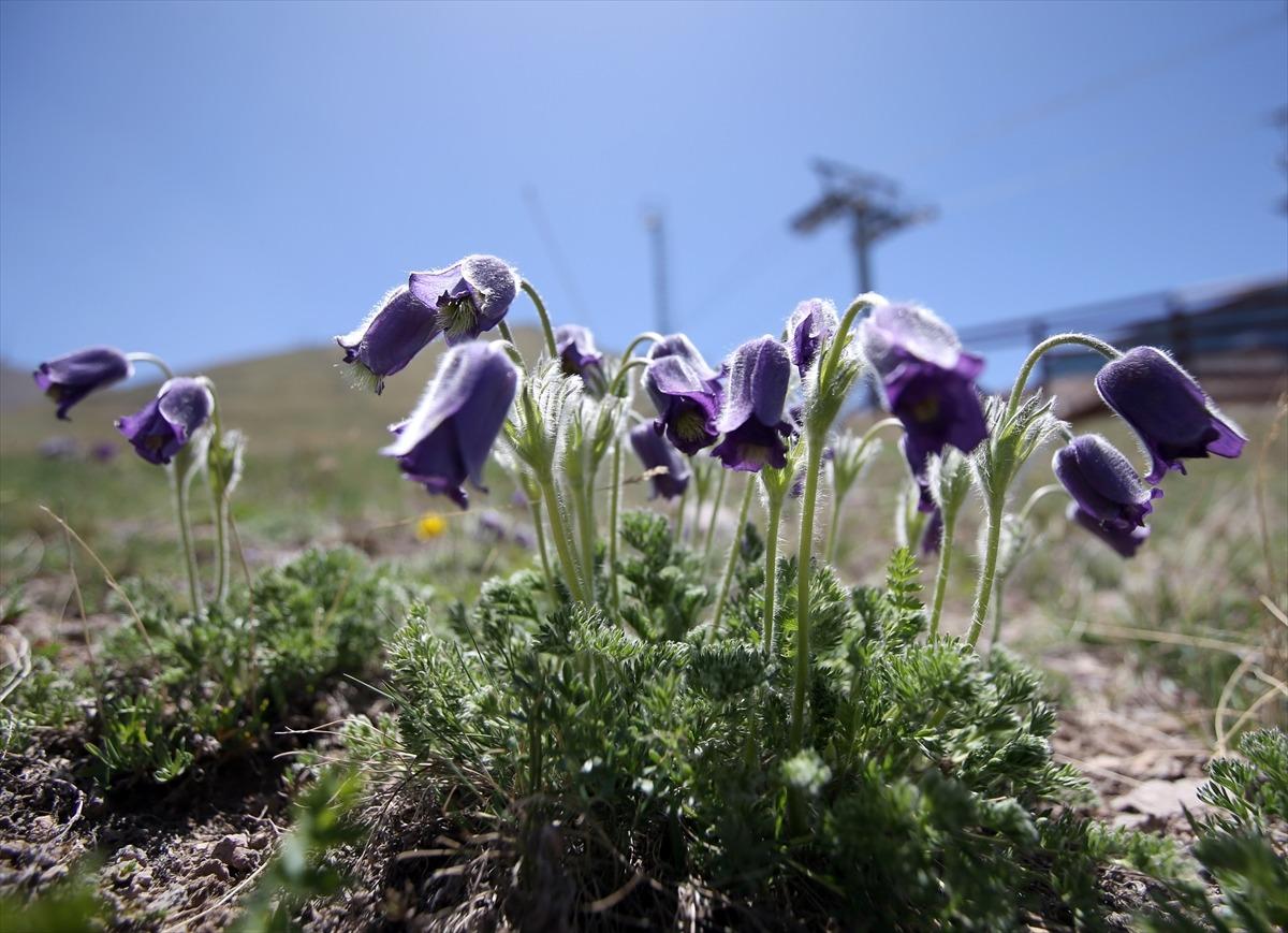 Paland&ouml;ken Dağı mor ters lalelerle renklendi