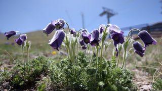 Palandöken Dağı mor ters lalelerle renklendi