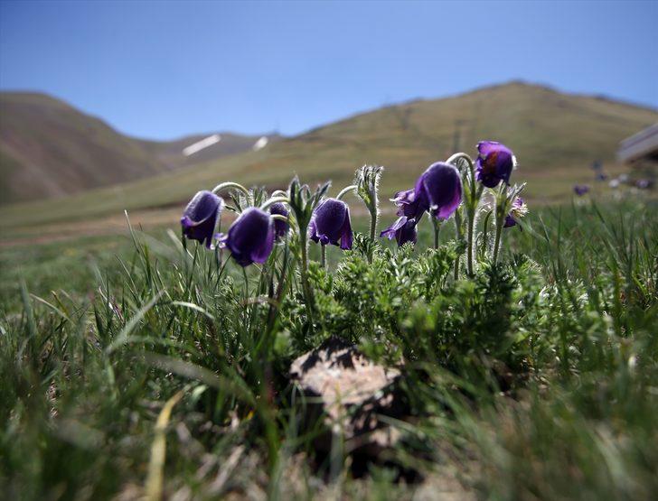 Palandöken Dağı mor ters lalelerle renklendi G2